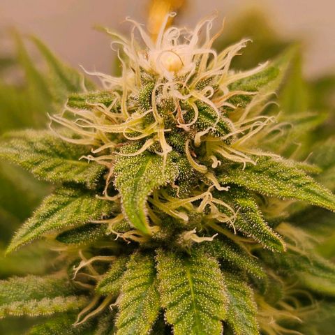#7 growlog timeline photo