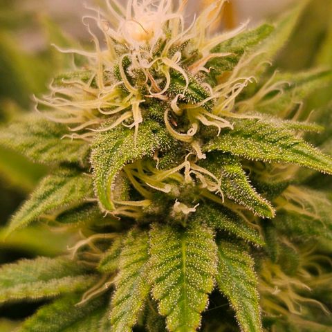 #7 growlog timeline photo