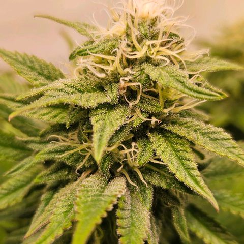 #7 growlog timeline photo