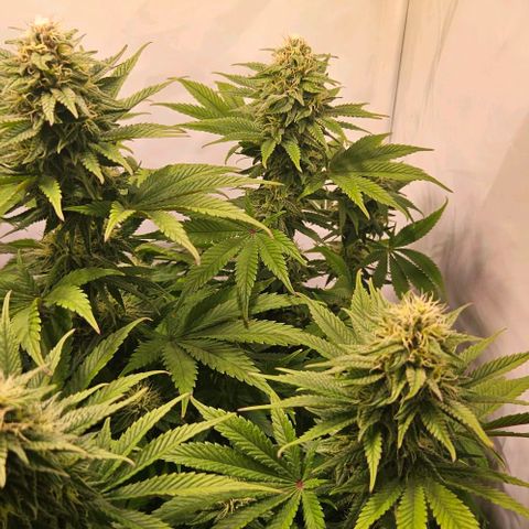 #7 growlog timeline photo