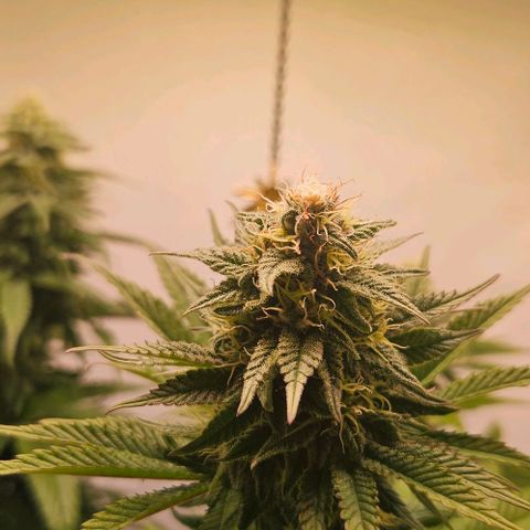#7 growlog timeline photo