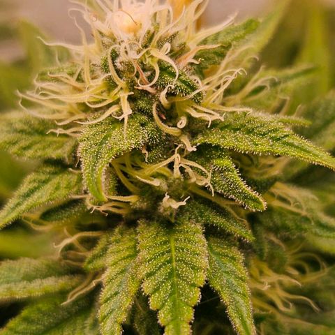 #7 growlog timeline photo