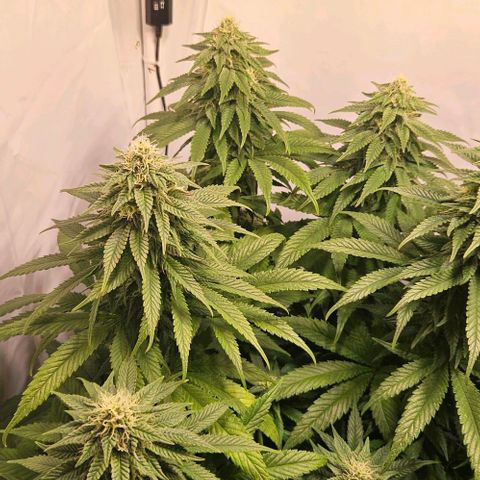 #6 growlog timeline photo