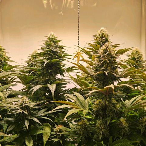 #6 growlog timeline photo