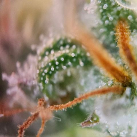#6 growlog timeline photo