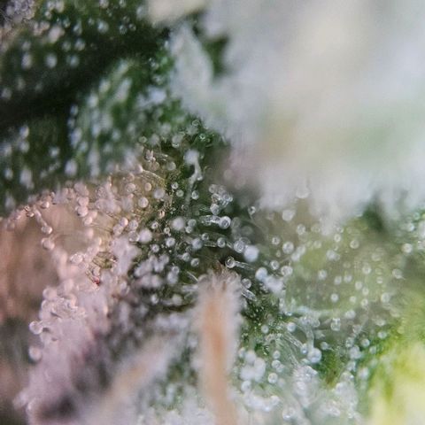 #6 growlog timeline photo