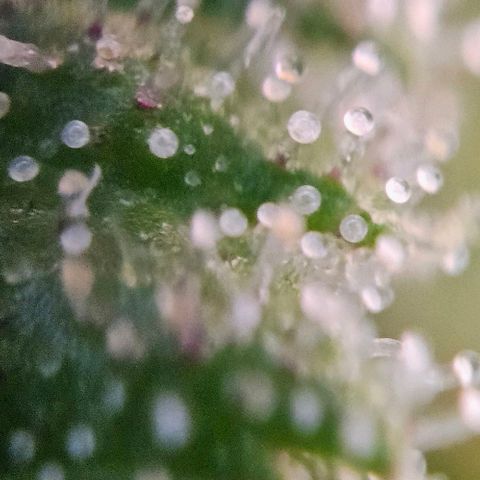 #7 growlog timeline photo