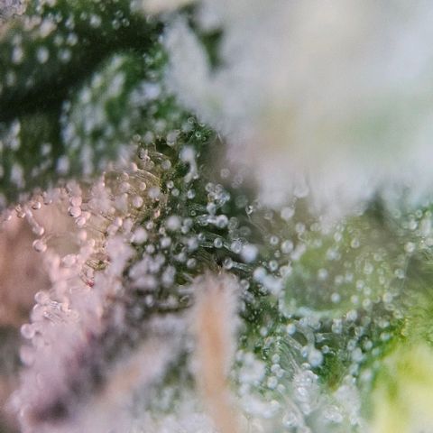 #7 growlog timeline photo