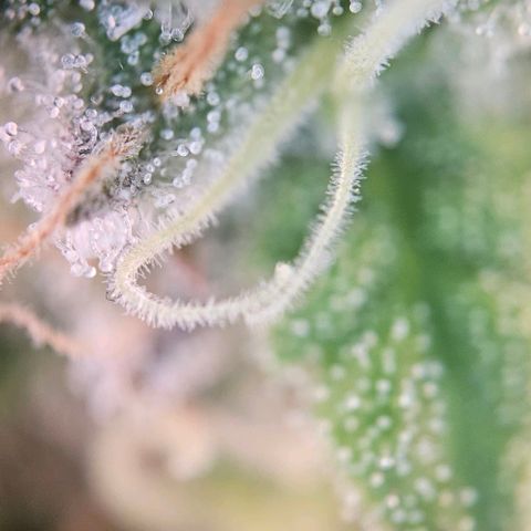 #6 growlog timeline photo