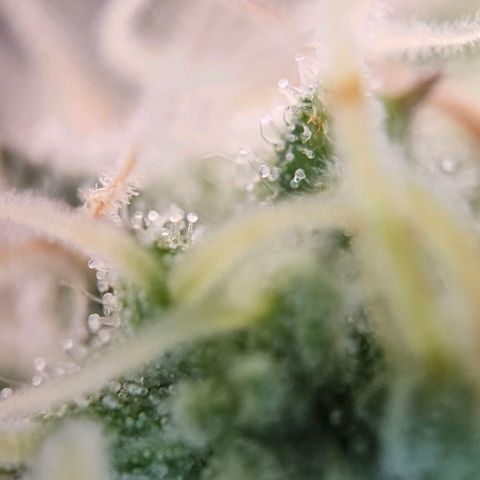 #6 growlog timeline photo