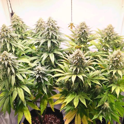 #6 growlog timeline photo