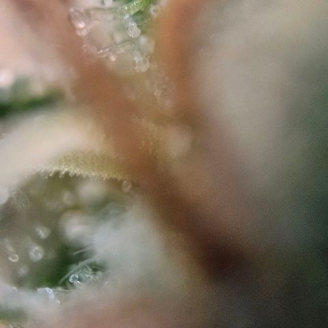 #7 growlog timeline photo