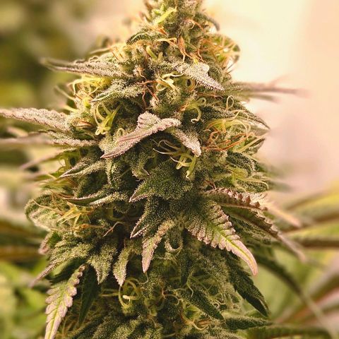 #7 growlog timeline photo