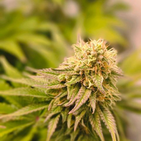 #7 growlog timeline photo