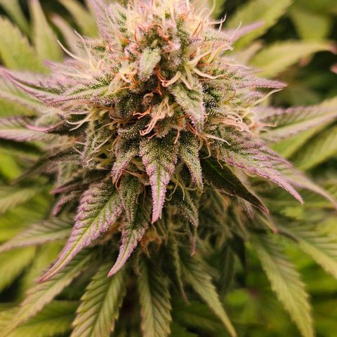 #7 growlog timeline photo