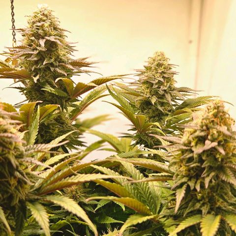 #7 growlog timeline photo