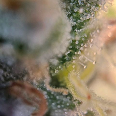 #6 growlog timeline photo