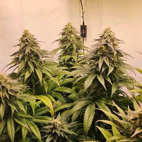 #6 growlog timeline photo