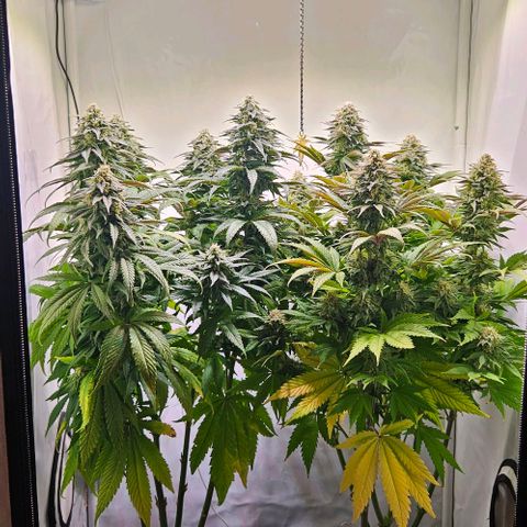 #6 growlog timeline photo