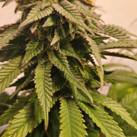 #6 growlog timeline photo