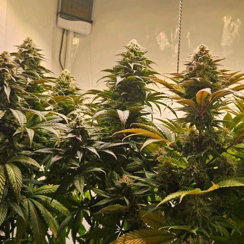 #6 growlog timeline photo