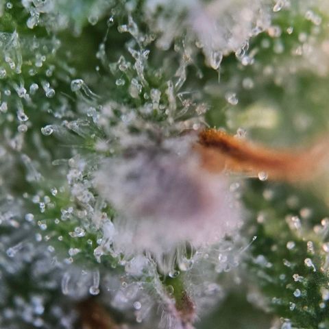 #6 growlog timeline photo