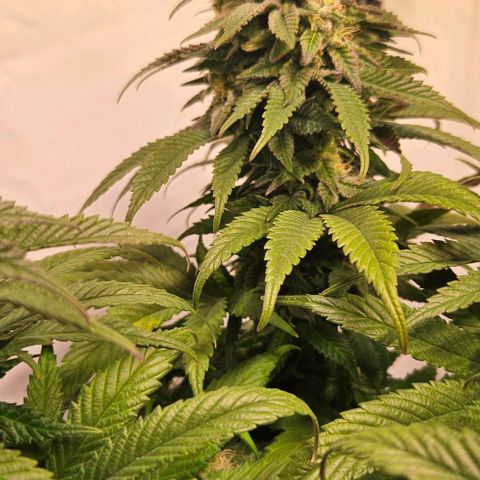 #6 growlog timeline photo