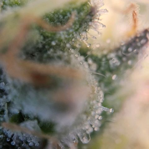 #6 growlog timeline photo