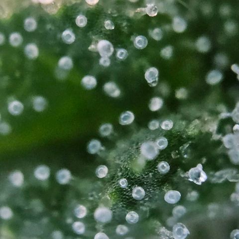 #6 growlog timeline photo