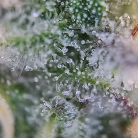 #6 growlog timeline photo