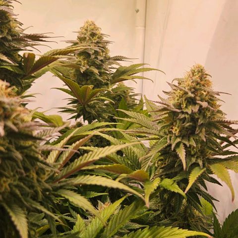 #7 growlog timeline photo