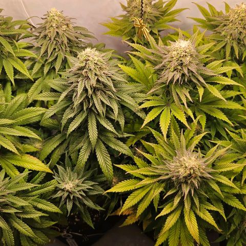 #7 growlog timeline photo