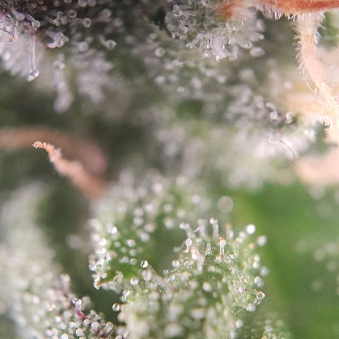 #7 growlog timeline photo