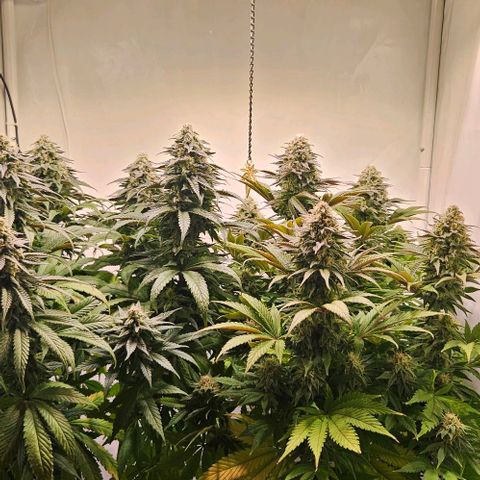 #7 growlog timeline photo