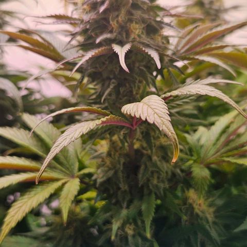#7 growlog timeline photo