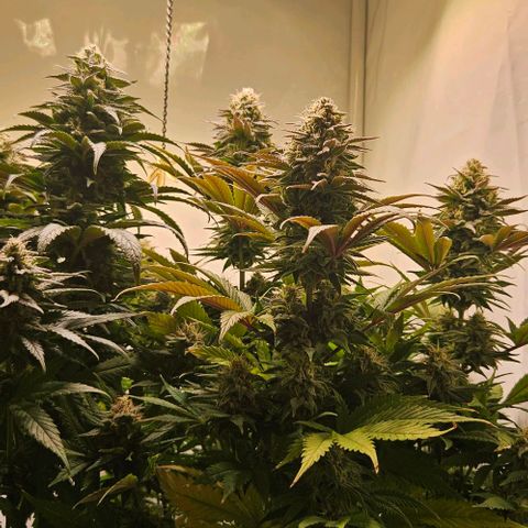 #7 growlog timeline photo