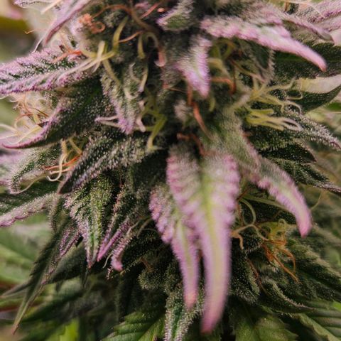 #7 growlog timeline photo