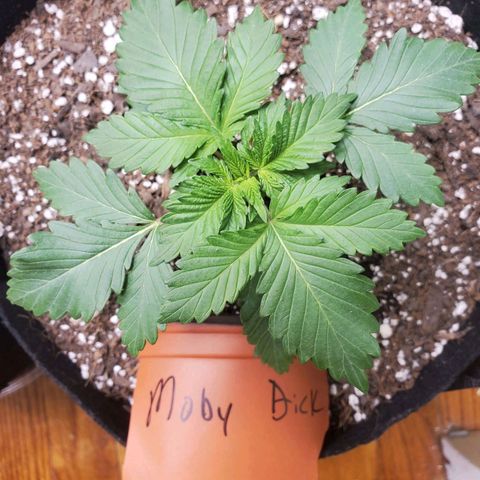 Moby Dick growlog timeline photo