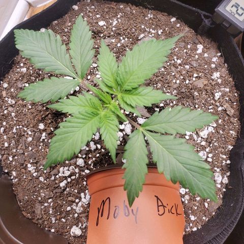 Moby Dick growlog timeline photo