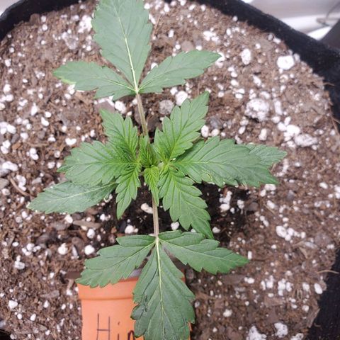 Hindu Kush growlog timeline photo