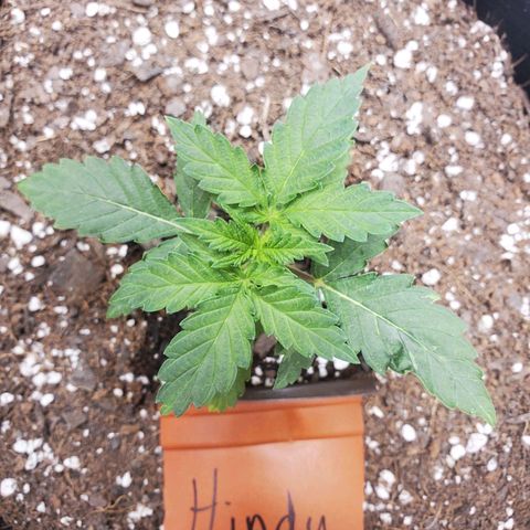 Hindu Kush growlog timeline photo