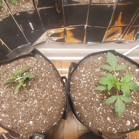 Hindu Kush growlog timeline photo