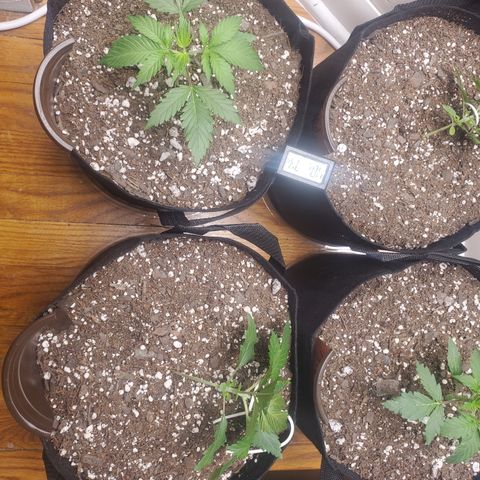 Moby Dick growlog timeline photo