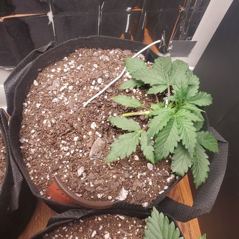 Hindu Kush growlog timeline photo