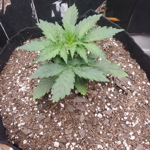 Hindu Kush growlog timeline photo