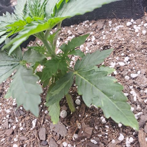 Hindu Kush growlog timeline photo