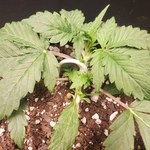 Hindu Kush growlog timeline photo