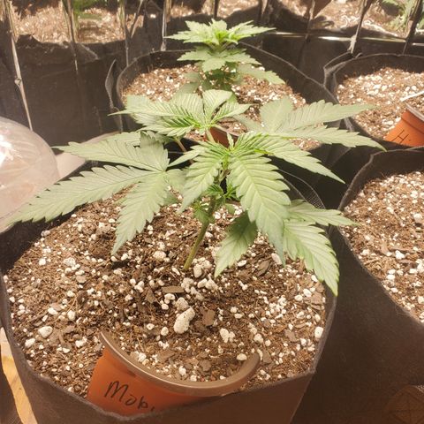Moby Dick growlog timeline photo