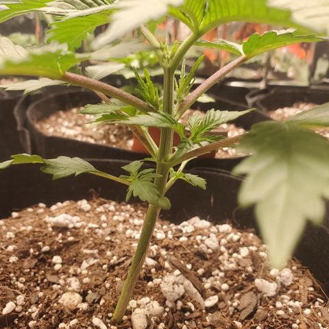 Moby Dick growlog timeline photo