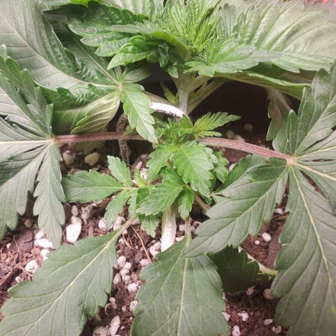 Moby Dick growlog timeline photo